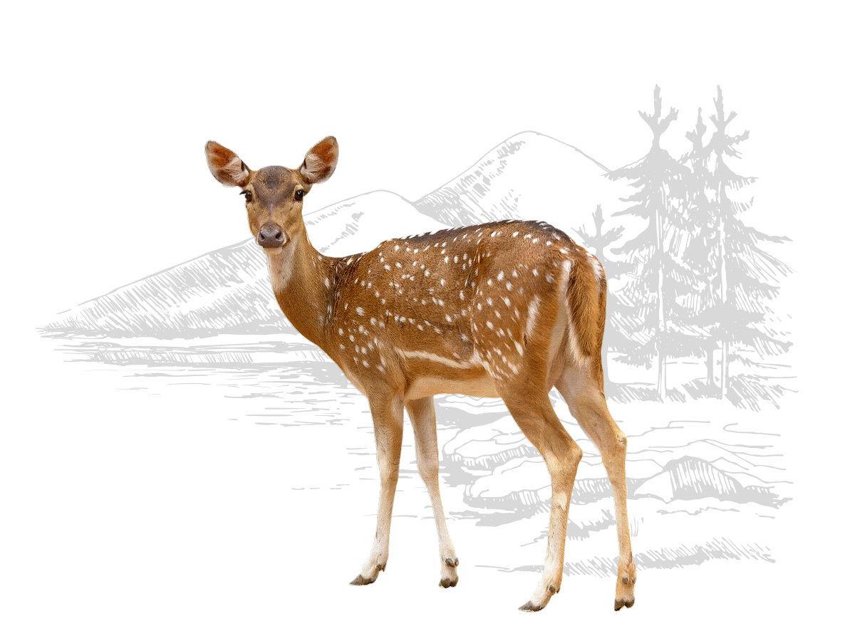 Deer and mountain graphic